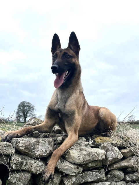Personal Protection Dog For American Families Gemma SOLD