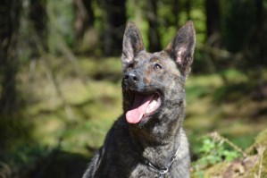 Personal Protection Dog-Zizi