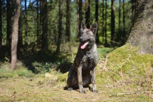 Personal Protection Dog-Zizi