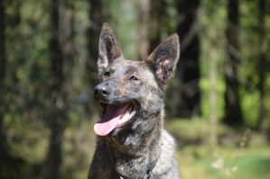 Personal Protection Dog-Zizi