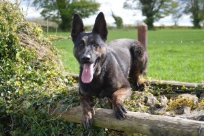 Protection Dog Zek