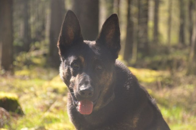 Protection Dog Zek