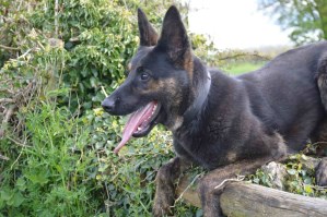 Protection Dog Zek