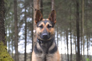 Personal Protection Dog - Taz
