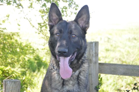 Personal Protection Dog for American Families - Bear