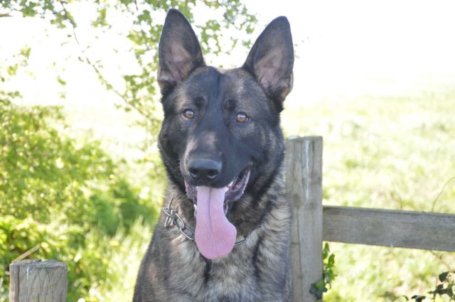 Protection Dog Bear