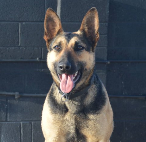 Personal Protection Dog for American Families - Taz