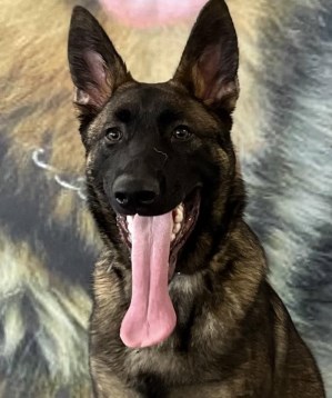 Protection Dog Bear