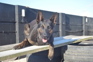 Protection Dog Zek