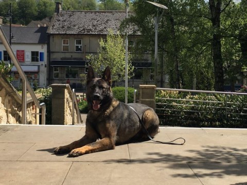Personal Protection Dog For American Families Bodie SOLD