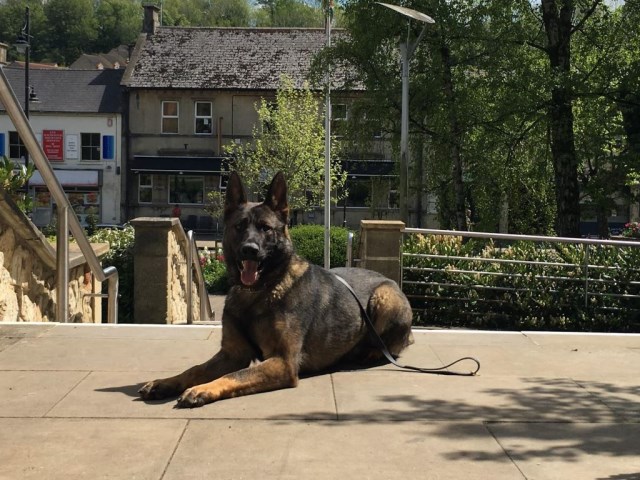 Personal Protection Dog For American Families Body SOLD
