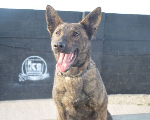 Personal Protection Dog for American Families - Zizi