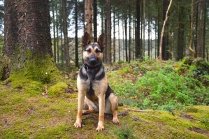Personal Protection Dog - Taz