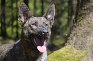 Personal Protection Dog-Zizi
