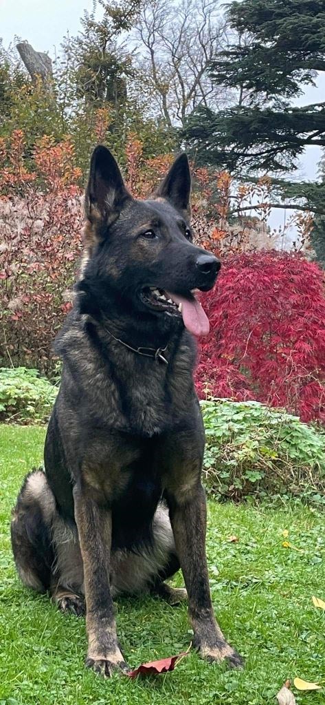 Personal Protection Dog For American Families Hanson SOLD