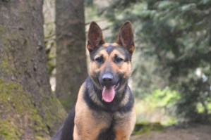Personal Protection Dog - Taz