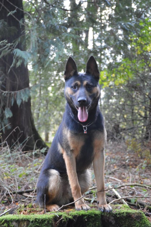 Protection Dog Jackson SOLD