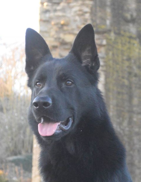 Personal Protection Dog for American Families - Viper SOLD