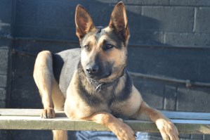 Personal Protection Dog - Taz