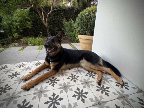 Personal Protection Dog For American Families Gia SOLD