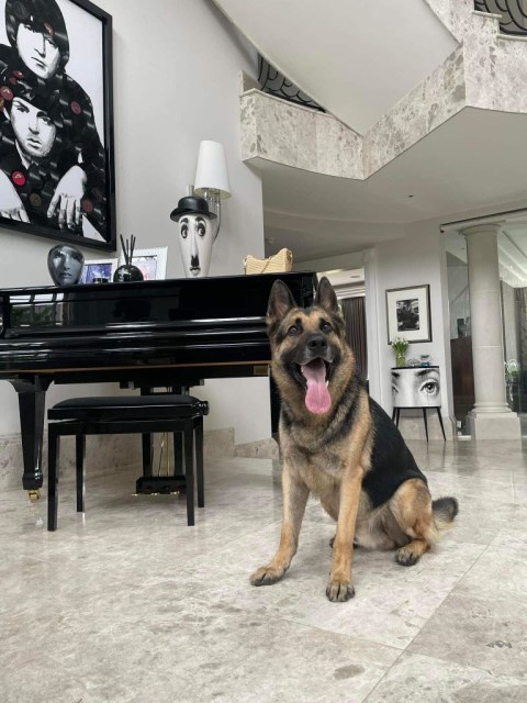 Personal Protection Dog For American Families Hades SOLD