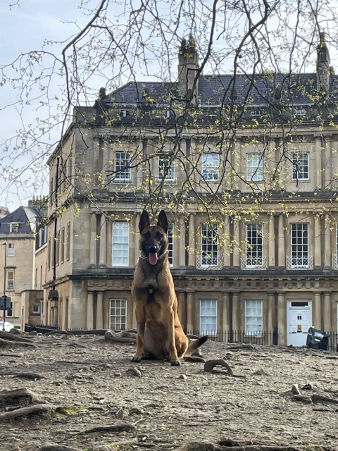 Personal Protection Dog for American Families - Thor SOLD