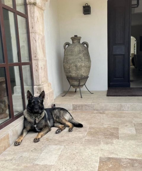 Personal Protection Dogs For American Families Zack SOLD