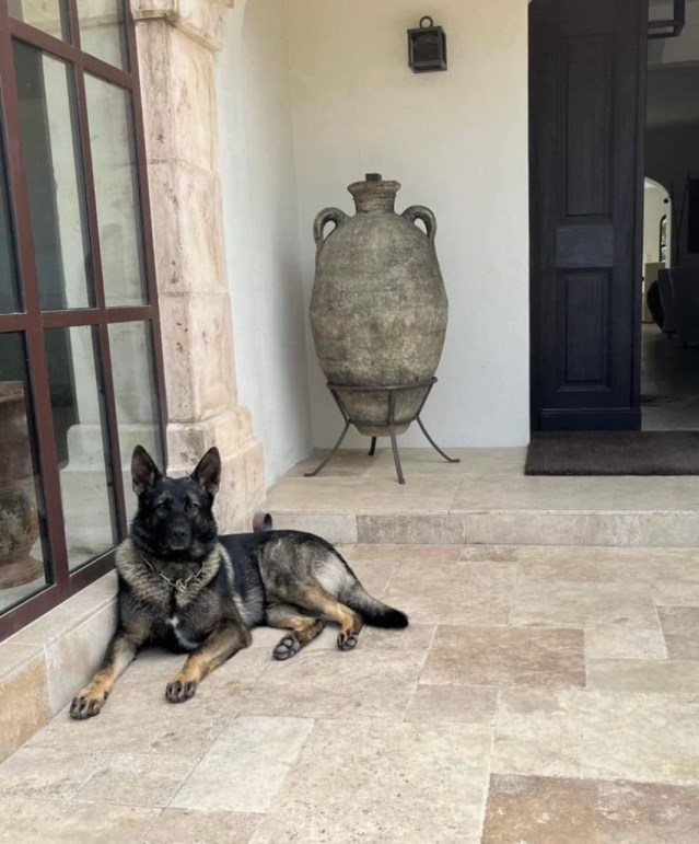 Personal Protection Dogs For American Families Zack SOLD