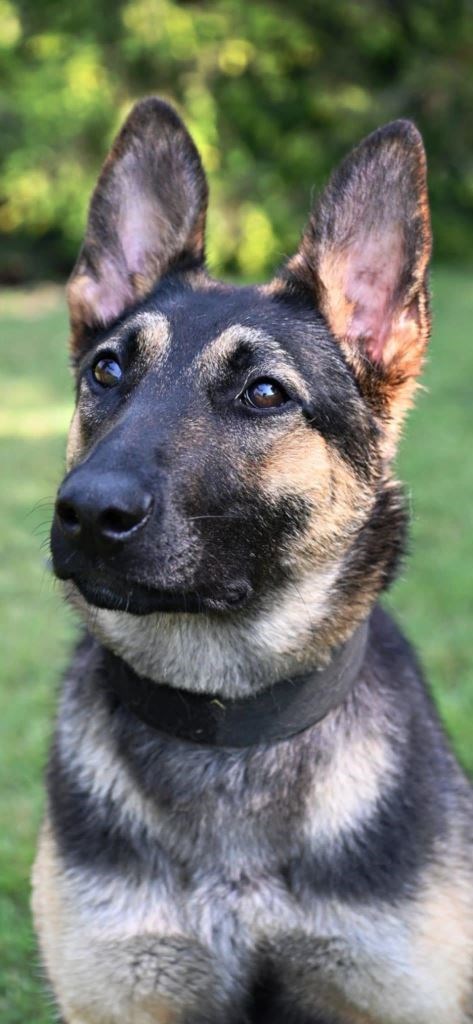 Protection Dog Sampson SOLD