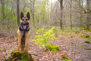 Personal Protection Dog - Taz