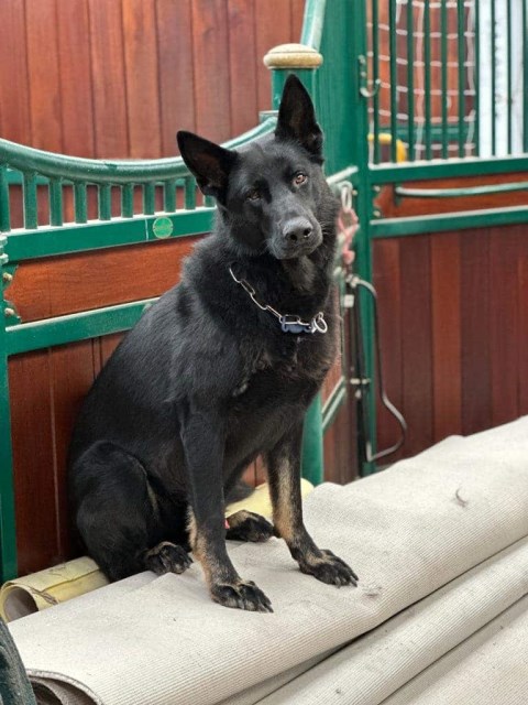Personal Protection Dog For American Families Alonso SOLD