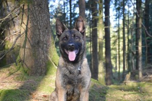 Personal Protection Dog - Buxy