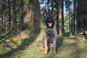 Personal Protection Dog - Buxy