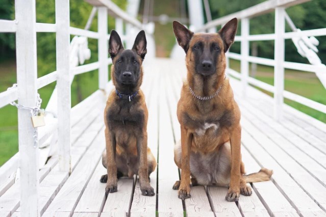 Protection Dogs In North America