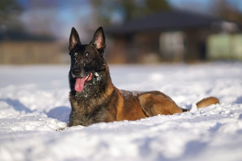 Why American Families Invest In Protection Dogs