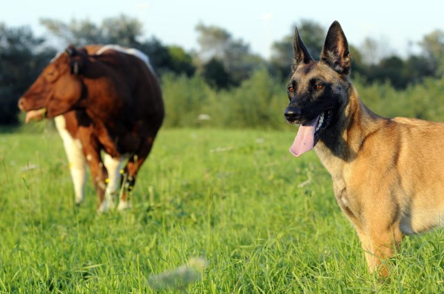 Canadas New Family Bodyguards