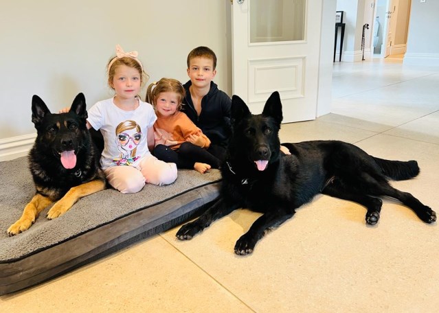 Living With Protection Dogs - What Families Should Know