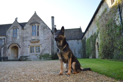 UHNW Individuals Buy Personal Protection Dogs