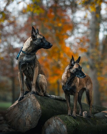 Family guard dogs from K9 Protector