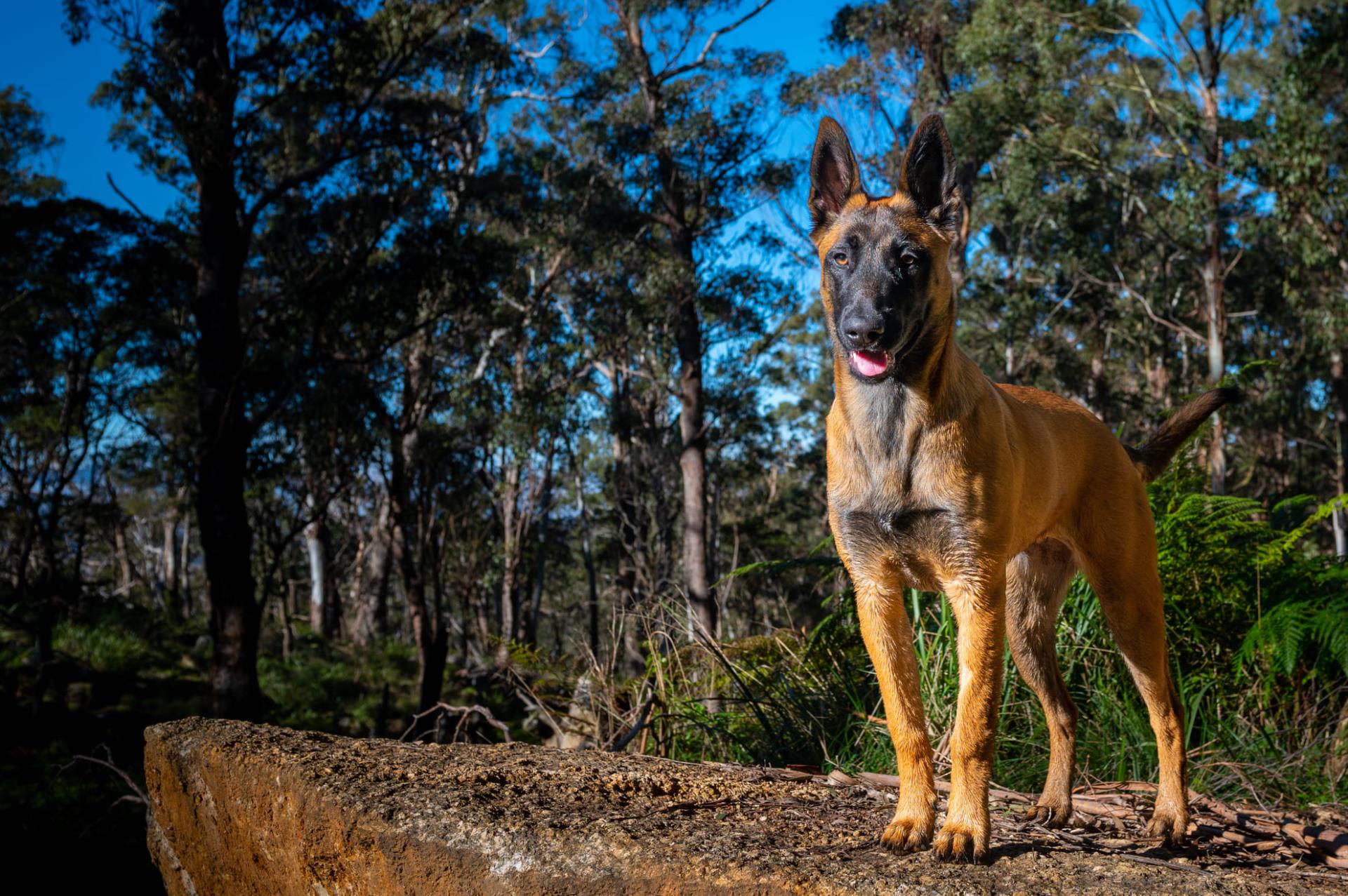 Chimera - Premium Protection Dogs