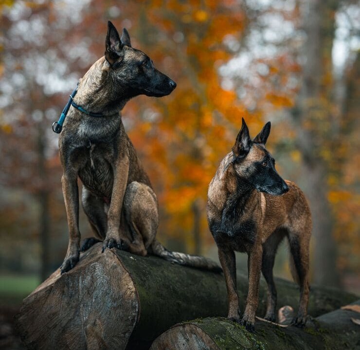 Protection dogs for sale USA