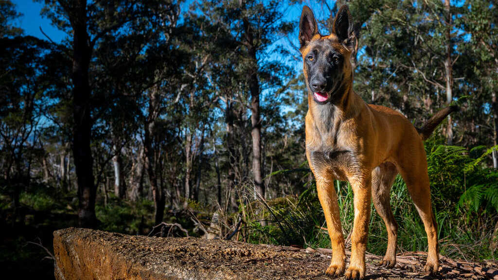 Best Protection Dog Breeders in USA