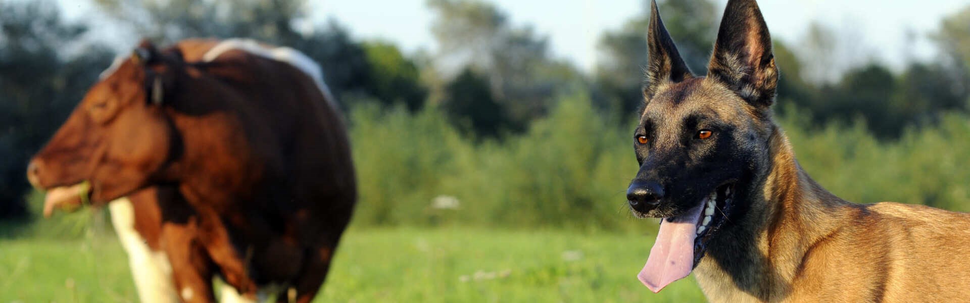Protection dogs Texas
