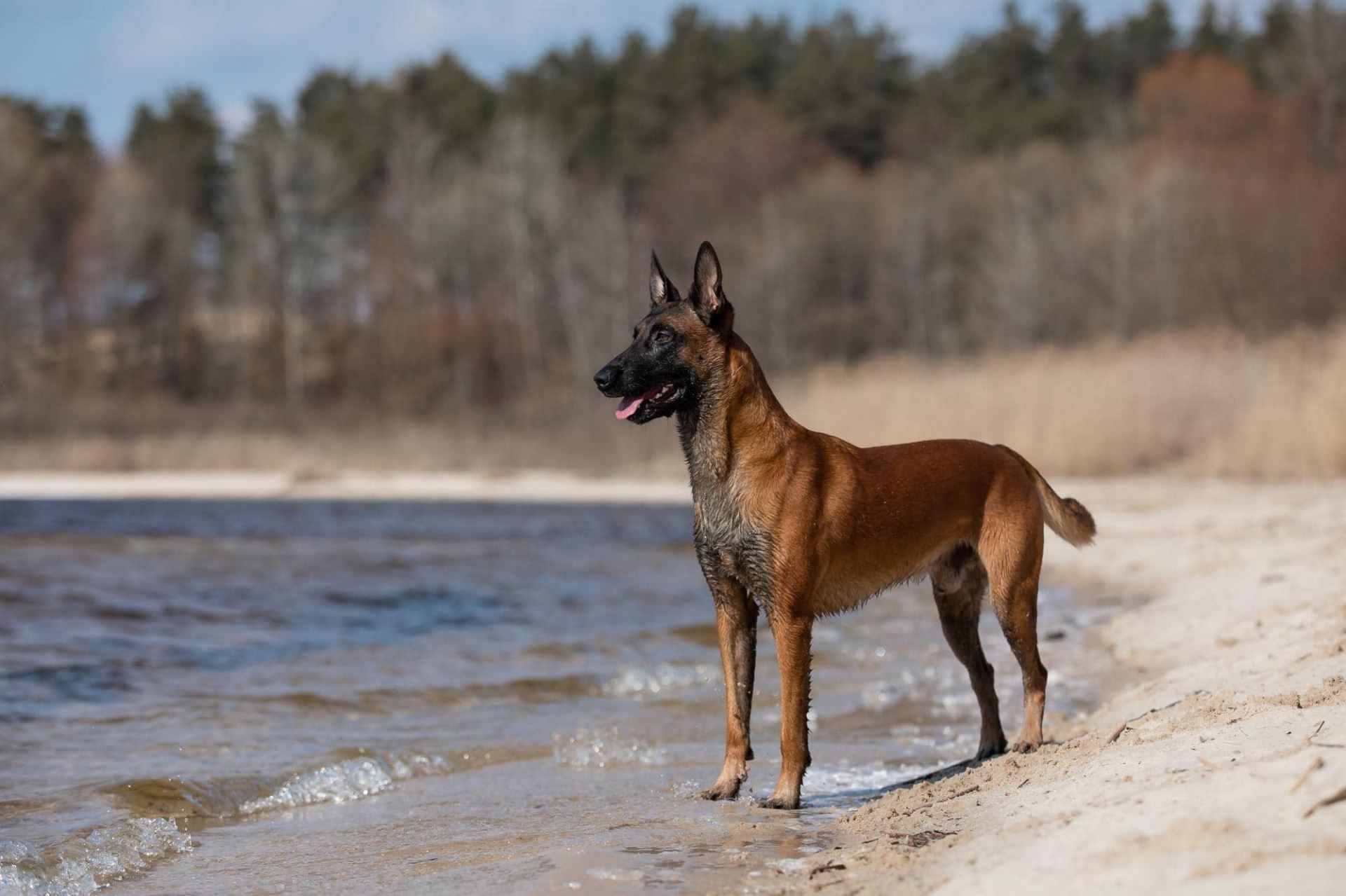 Protection dogs for sale United States
